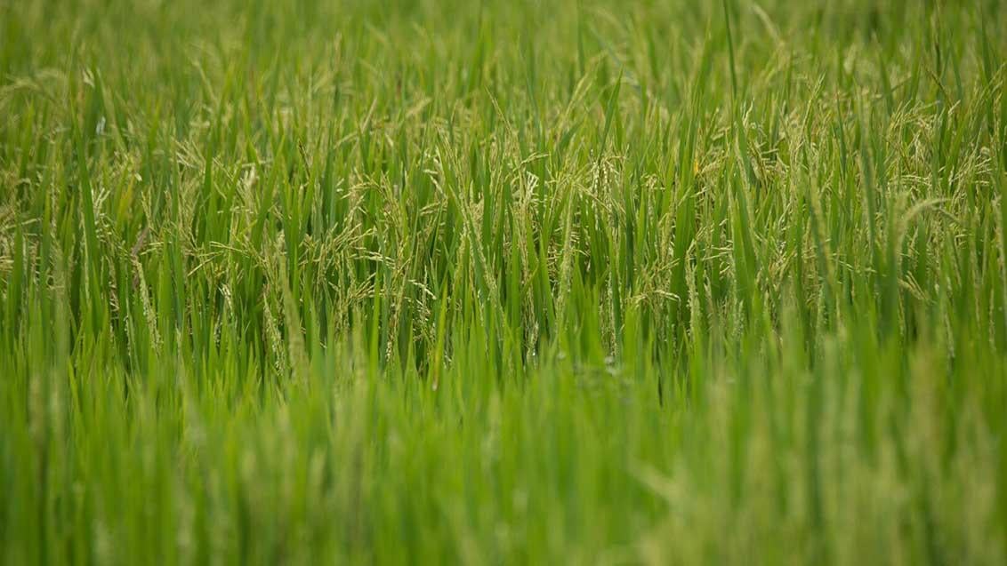Arroz