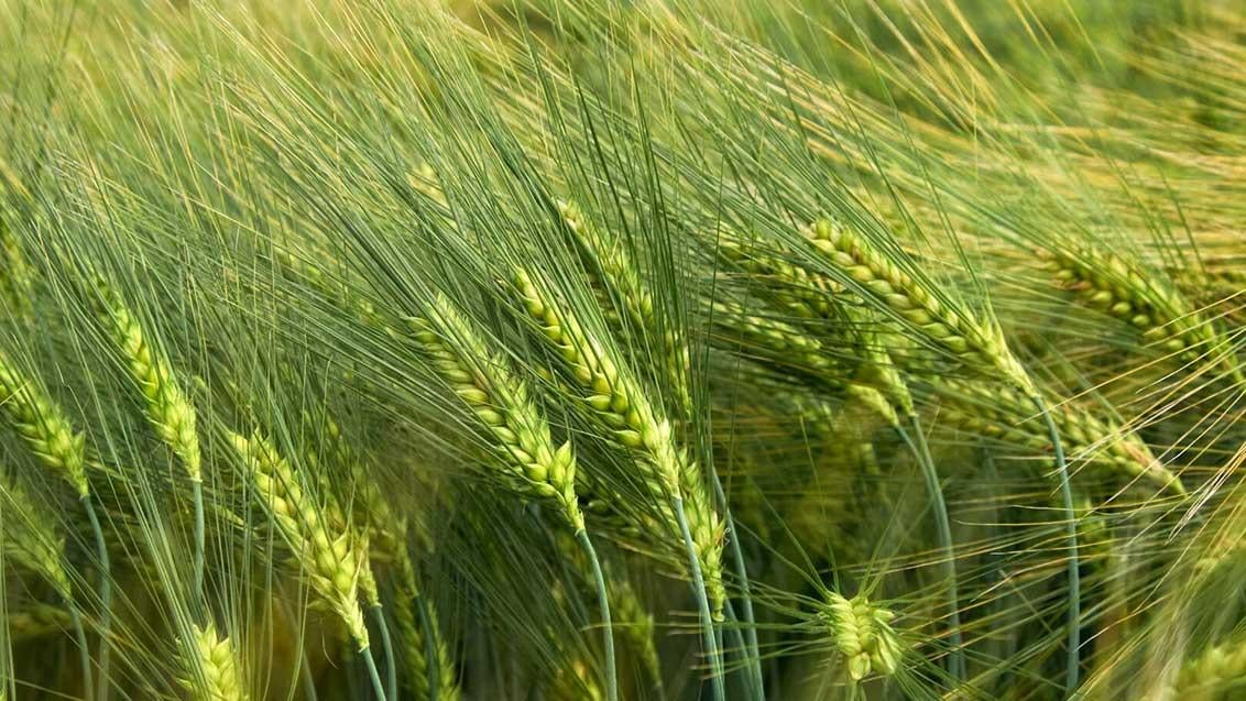 Cereais