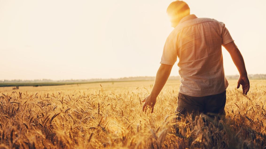 Agricultor num campo de trigo