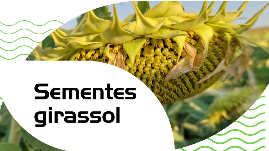 Sementes de girassol