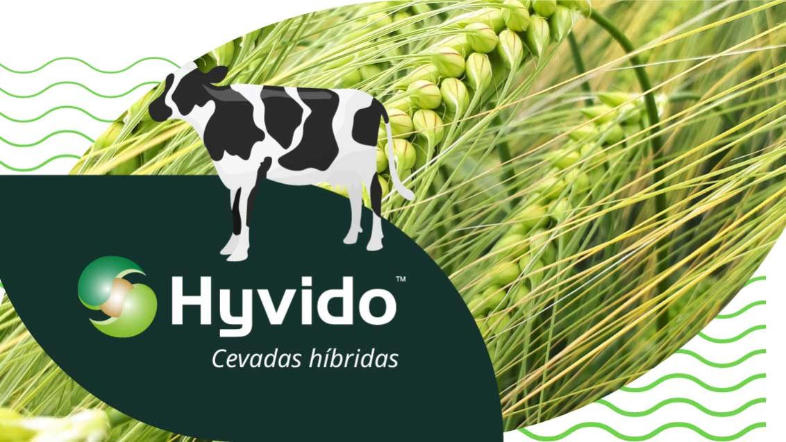 Hyvido cevadas híbridas