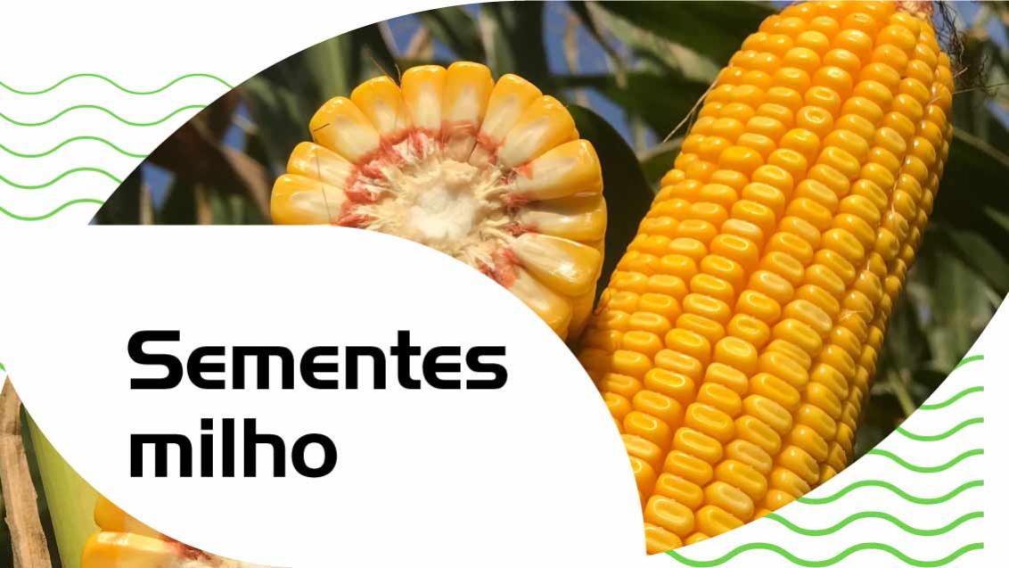 Sementes milho