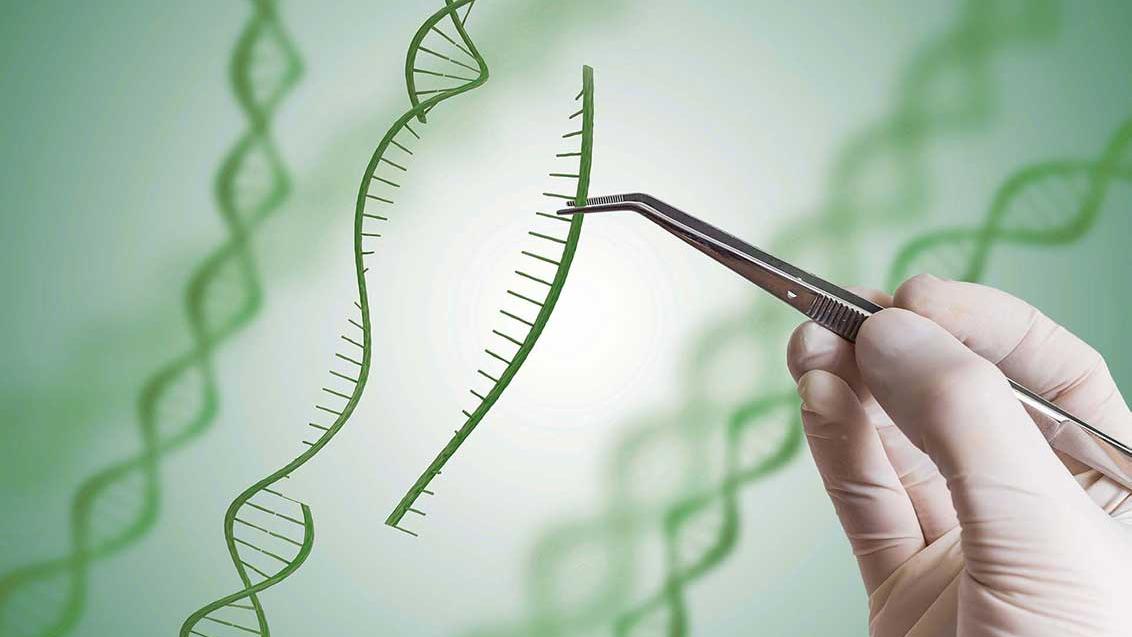 edição de genoma e tecnologias de melhoramento de plantas