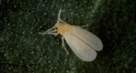 pragas
