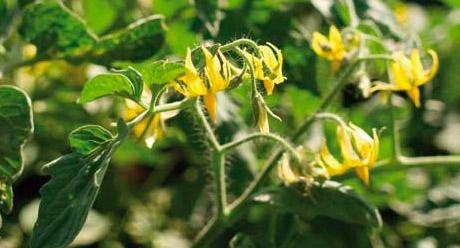 sementes de tomate