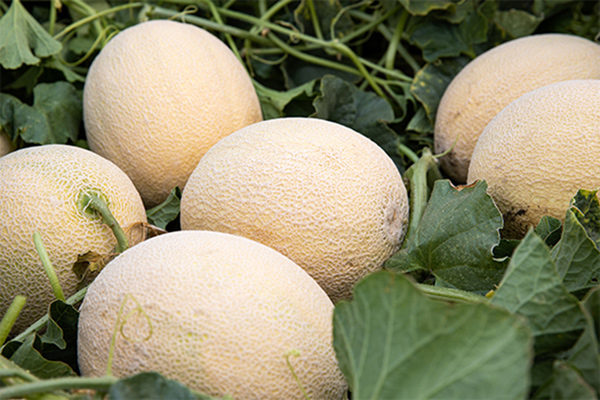 O Ideal™ Melon indica o momento ideal da colheita pela mudança da cor da pele