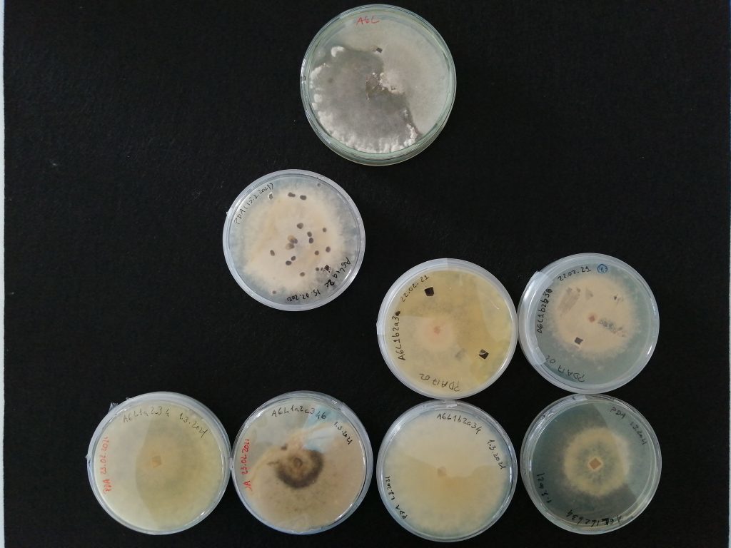 Isolados de fungos do solo potencialmente patogénicos nos laboratórios do InnovPlantProtect