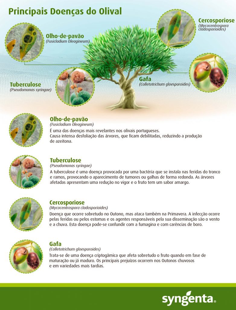 Principais doenças das oliveiras