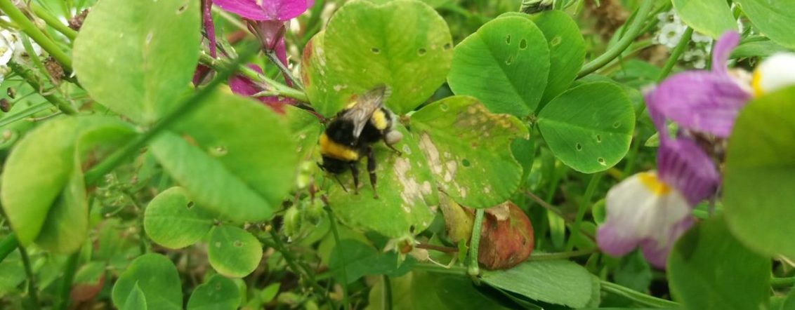 Operation Pollinator abriu-se um mundo novo