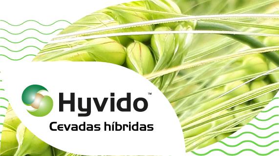 Cebadas Hibridas Hyvido