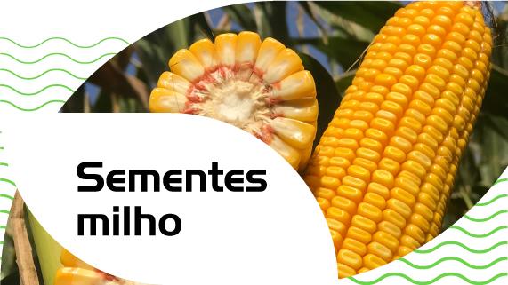 Sementes milho