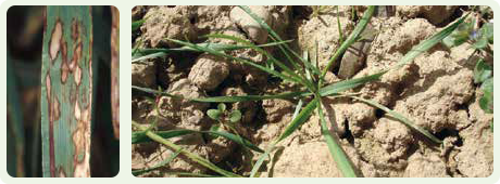 Ataque de Rhynchosporium secalis em cevada convencional
