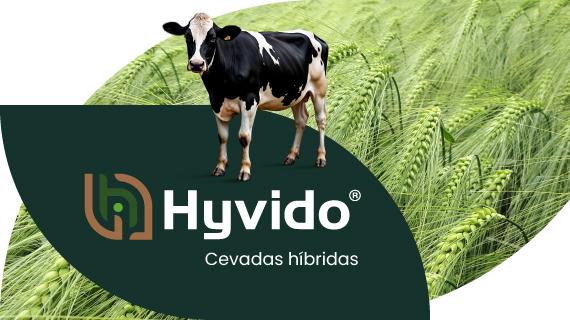 Logótipo da Hyvido sobre campo verde de cereais, com vaca preta e branca à esquerda