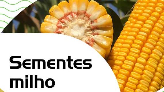 Sementes do milho