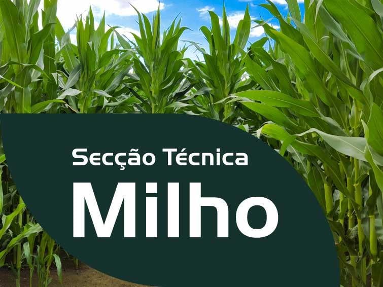 Secção técnica milho