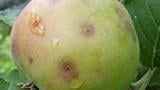 fruto infectado