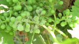 uvas