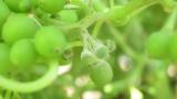 uvas