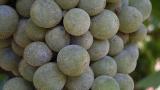 uvas