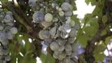 uvas