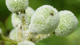 fruto infectado
