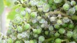fruto infectado