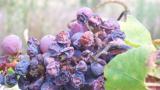 uvas