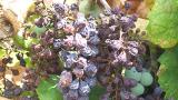 uvas