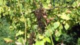 uvas