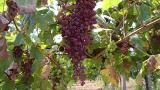uvas