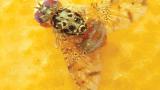 Mosca da fruta em Citrinos