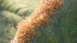 folhas com pragas