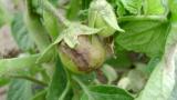 fruto infectado