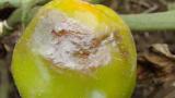 fruto infectado