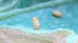 Larva Mineira do Tomate