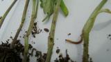 Insectos do solo - Alfinete em Tomate