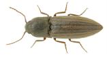 Insectos do solo - Alfinete em Tomate