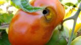Lagarta do Tomate