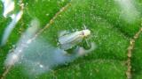 Mosca Branca em Tomate