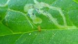 Larva Mineira do Tomate