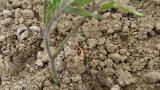 Insectos do solo - Alfinete em Tomate