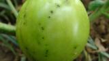 fruto infectado