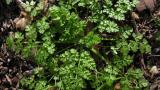Antriscos, Dicotiledóneas anuais