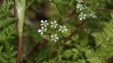 Antriscos, Dicotiledóneas anuais