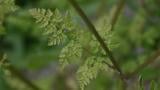 Antriscos, Dicotiledóneas anuais
