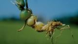 Balanquinho, Gramíneas anuais e perenes