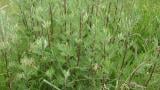 Erva-de-fogo, Dicotiledóneas perenes