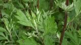 Erva-de-fogo, Dicotiledóneas perenes