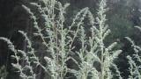 Erva-de-fogo, Dicotiledóneas perenes