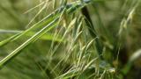 Aveia-louca, Gramíneas anuais e perenes